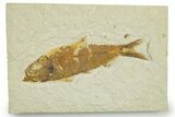 Detailed Fossil Fish (Knightia) - Wyoming #369408-1
